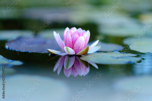 Obraz w ramie Lotus Flower