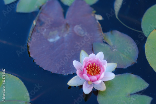 Obraz w ramie Lotus Flower