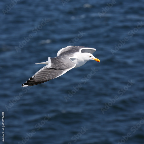 Seagull flying over the ocean in Victoria, British Columbia