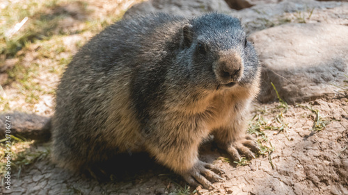 Portait of a cute groundhog