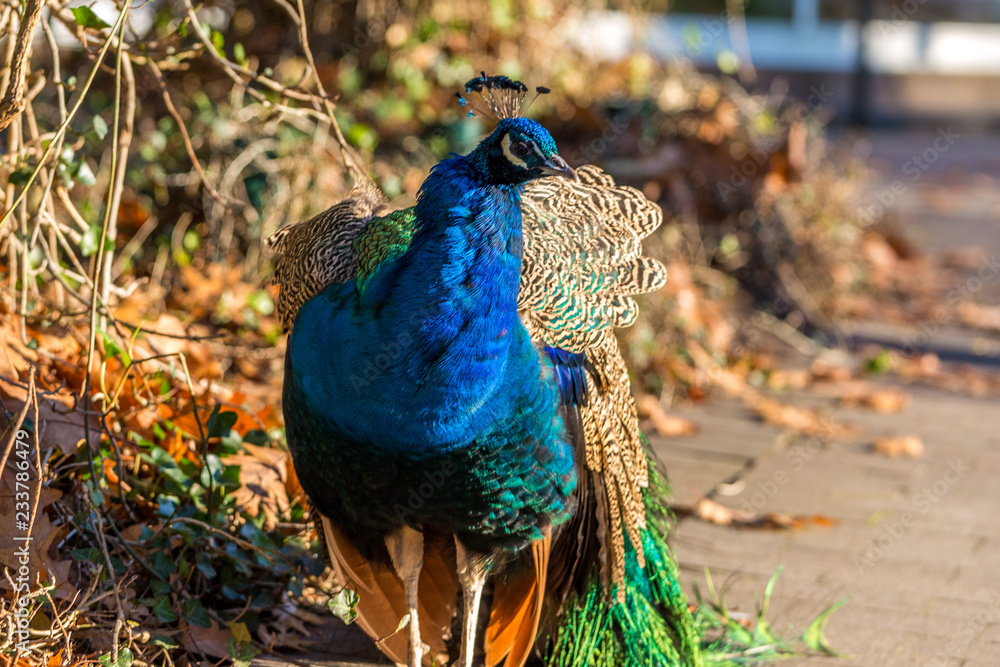 Fototapeta premium Pfau