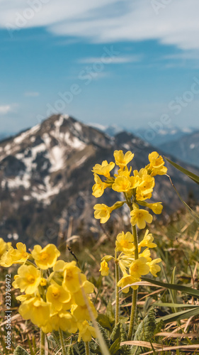 Smartphone HD wallpaper of flowers on the Hochfelln summit