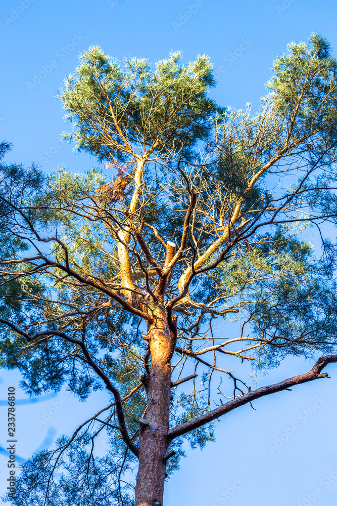 Obraz premium Kiefer