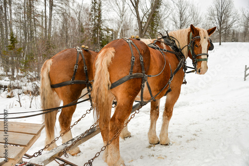 Two work horses