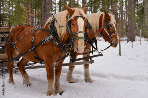 two horses in the winter woods pulling sleigh