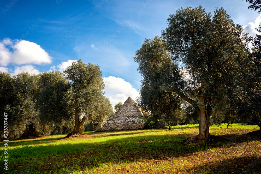 Trulli with olive grove. Val d'Itria - Puglia (Apulia) - Ital
