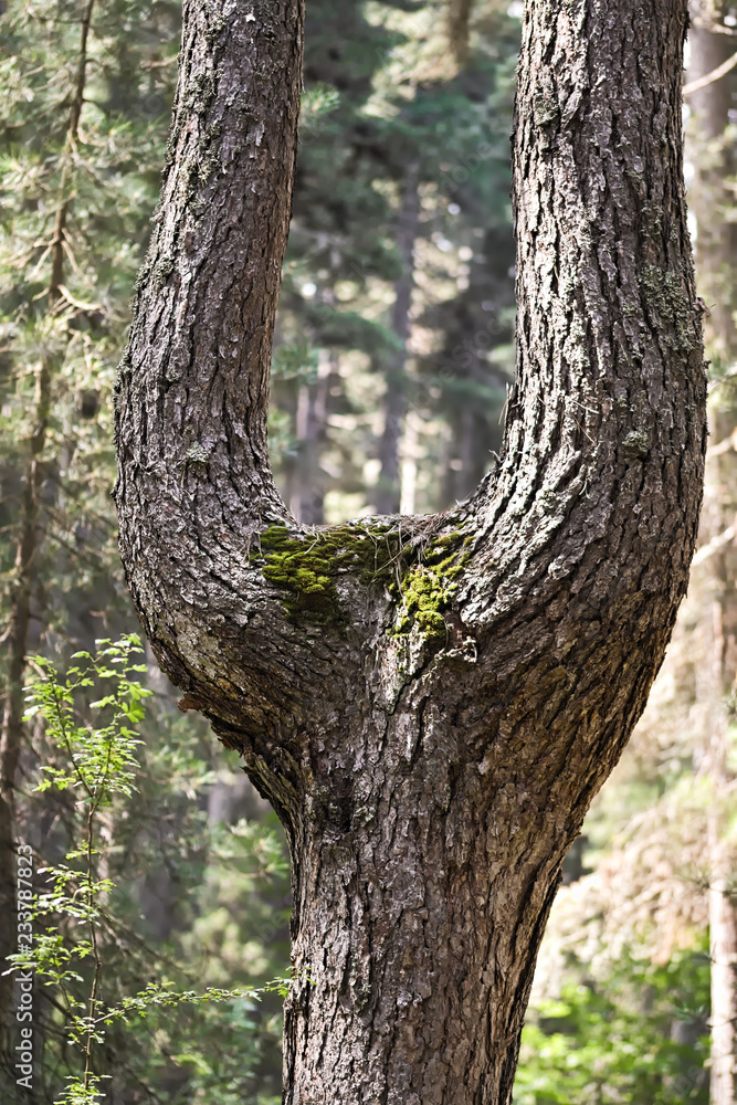 pine trunk divided into two to create a form of slingshot pine trunk divided into two to create a form of slingshot