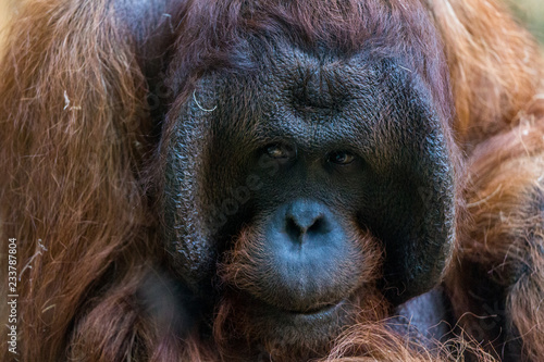 Orangutan © Angelika Bentin