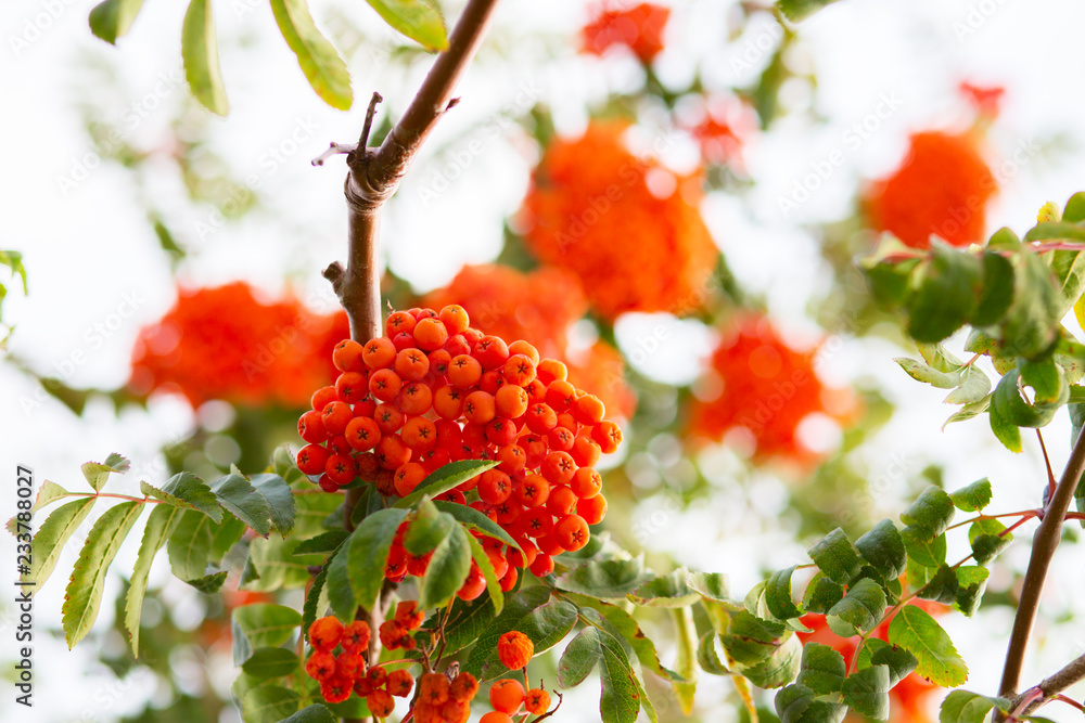 Ashberry. Ashberry tree at autumn. Ashberry. Ashberry tree at autumn.