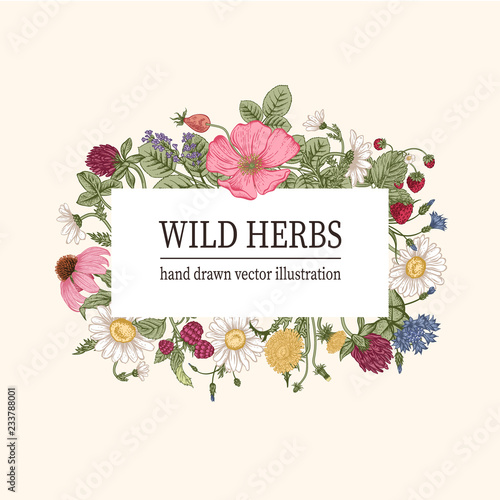 Wild flowers. Herbal tea. Vector illustration.