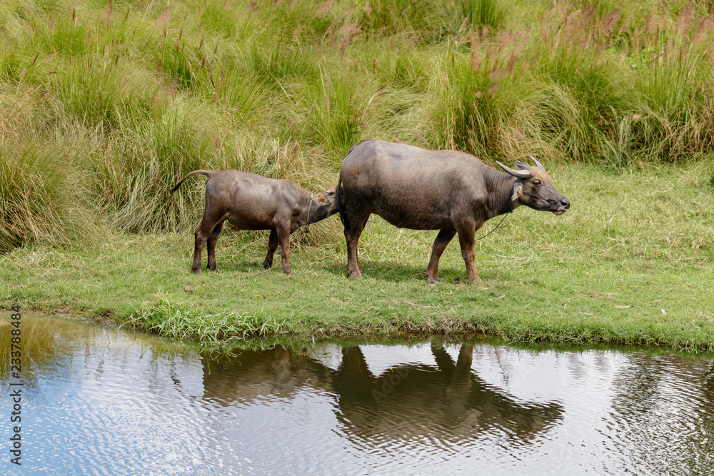 Female water buffalo and calf by the river Female water buffalo and calf by the river