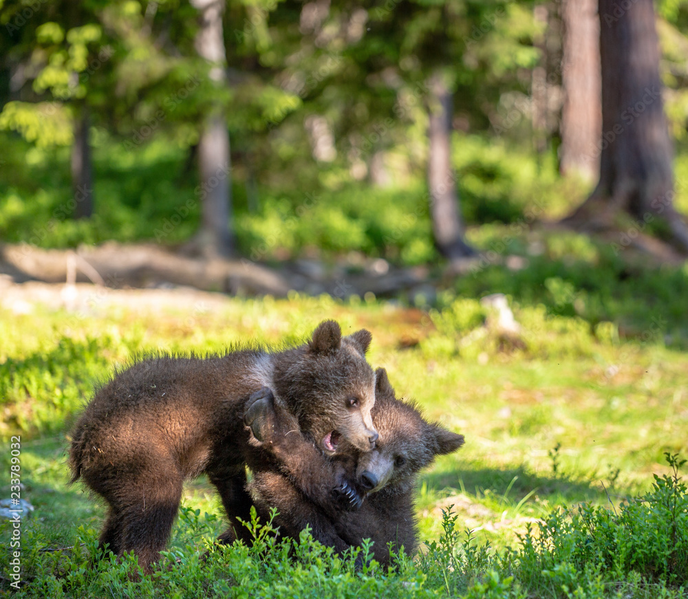Brown Bear Cubs playfully fighting, Scientific name: Ursus Arctos Arctos. Summer green forest background. Natural habitat. Brown Bear Cubs playfully fighting, Scientific name: Ursus Arctos Arctos. Summer green forest background. Natural habitat.