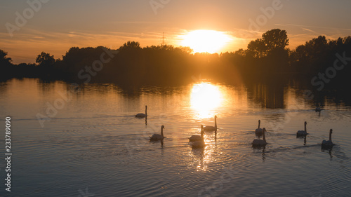 Swans swimming towards the sunset