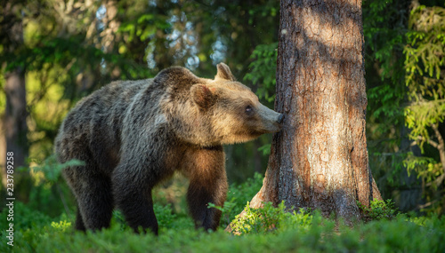 Brown Bear sniffs tree.  In the summer forest at sunny day. Green forest natural background. Scientific name: Ursus arctos.