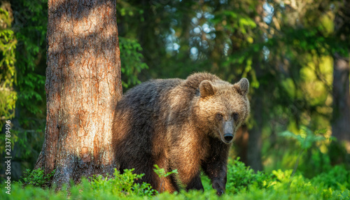 Brown bear in the summer forest at sunny day. Green forest natural background. Scientific name: Ursus arctos.