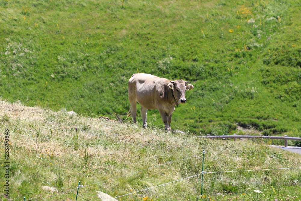 Obraz premium Kuhleben auf der Wiese