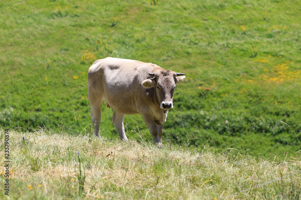 Fototapeta premium Kuhleben auf der Wiese