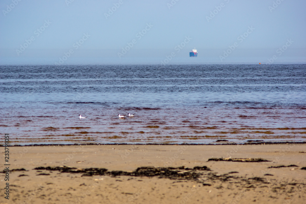 empty sea beach in spring with some birds and cargo ships on the horizon