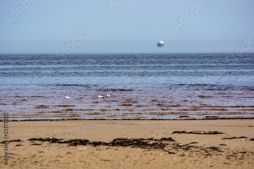 empty sea beach in spring with some birds and cargo ships on the horizon