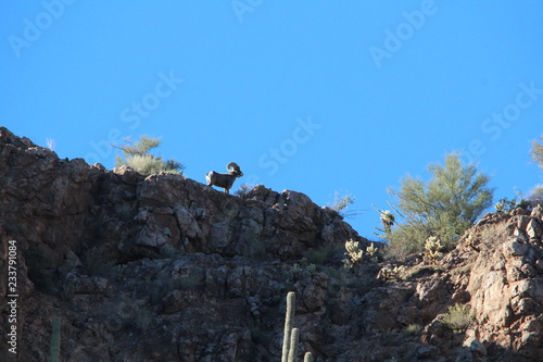 Bighorn on the skyline