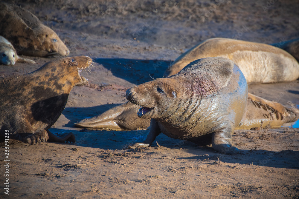 Fototapeta premium Grey Seals & Pups