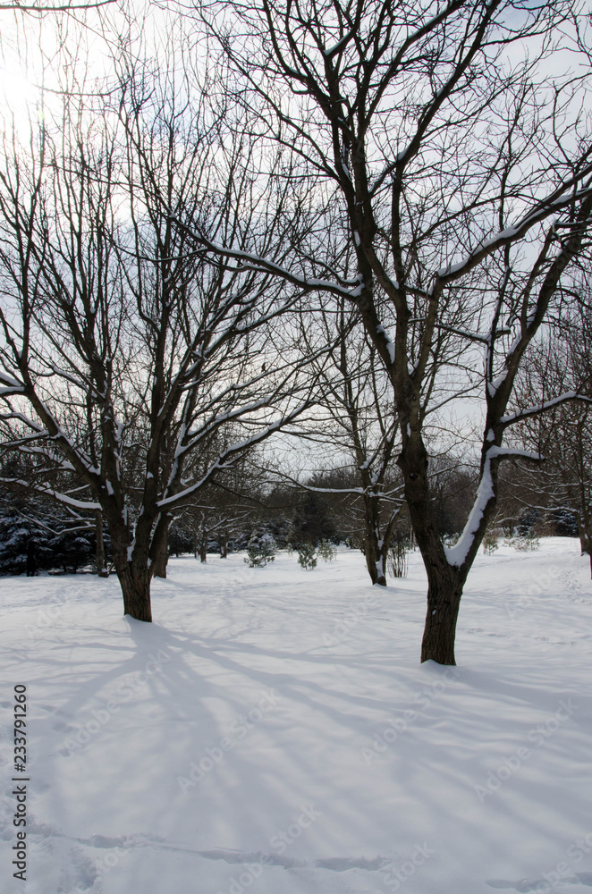 park in winter