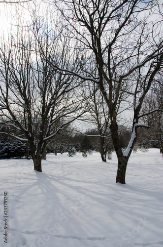 park in winter © Анастасия Кашенко