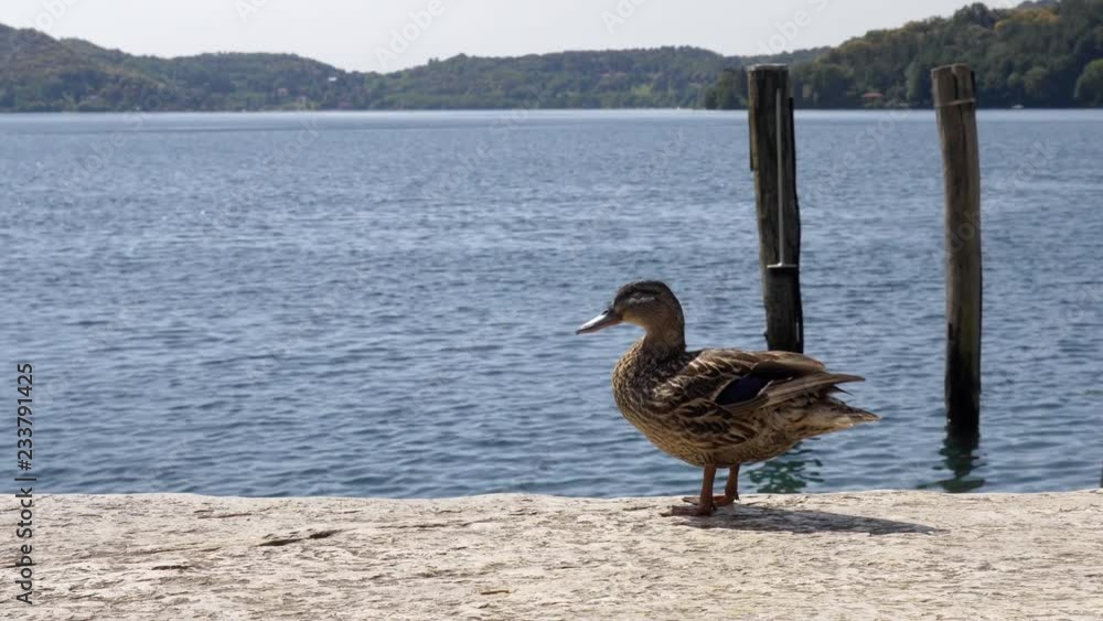 Gadwall Duck Standing on Stone Near Lake Orta Gadwall Duck Standing on Stone Near Lake Orta