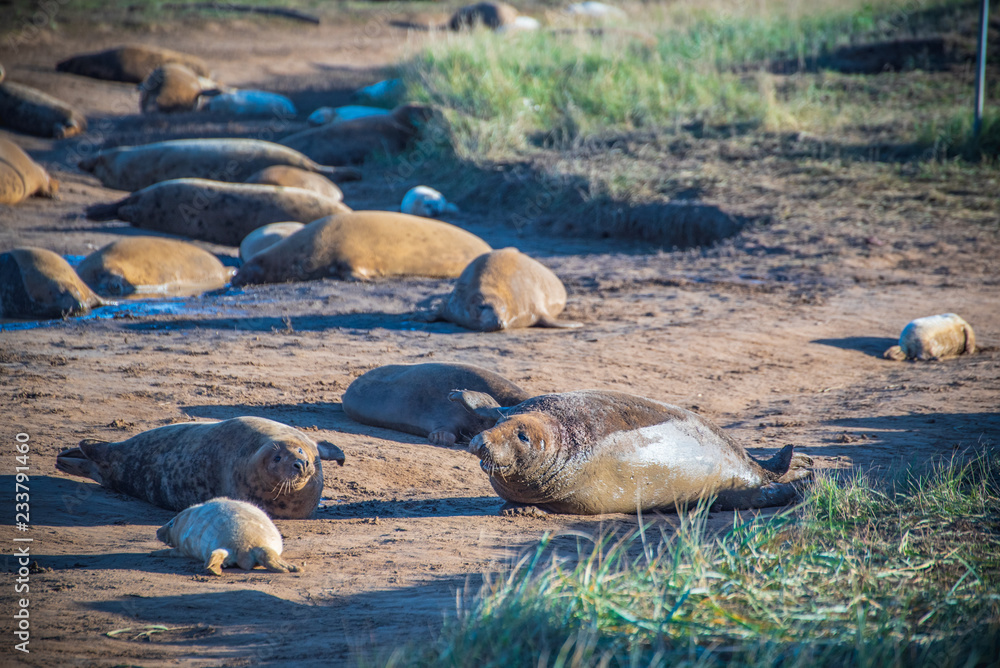 Fototapeta premium Grey Seals & Pups