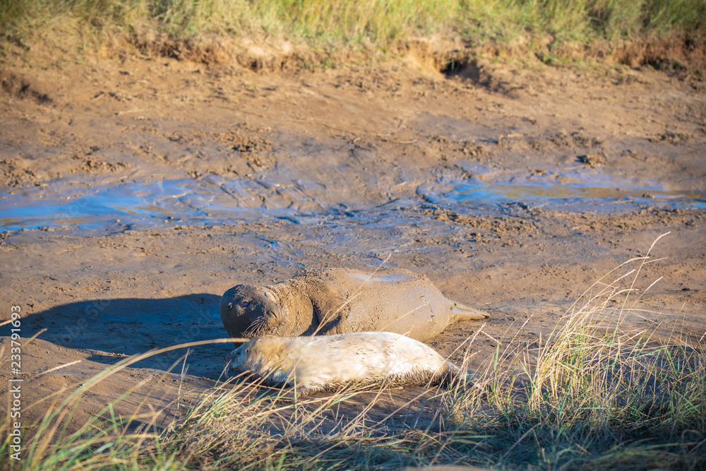 Fototapeta premium Grey Seals & Pups
