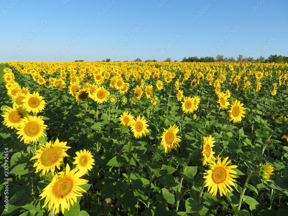 Fototapeta premium Sunflowers field and clear blue sky. Picturesque rural landscape, concept for production of sunflower oil