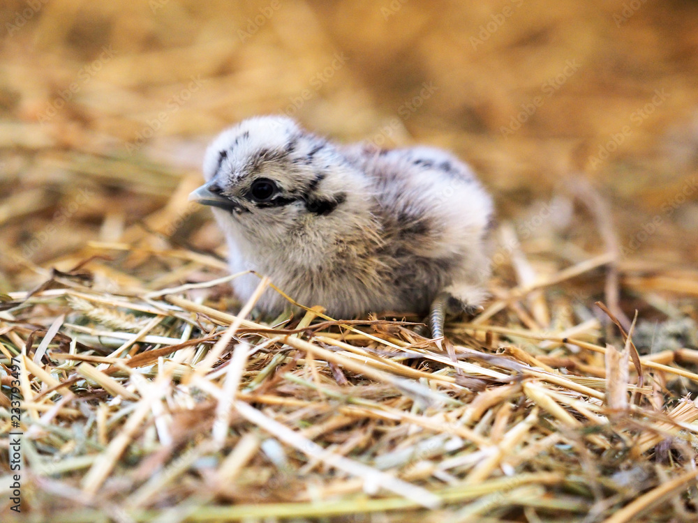Fototapeta premium Newborn chick in the hay. Easter, nest