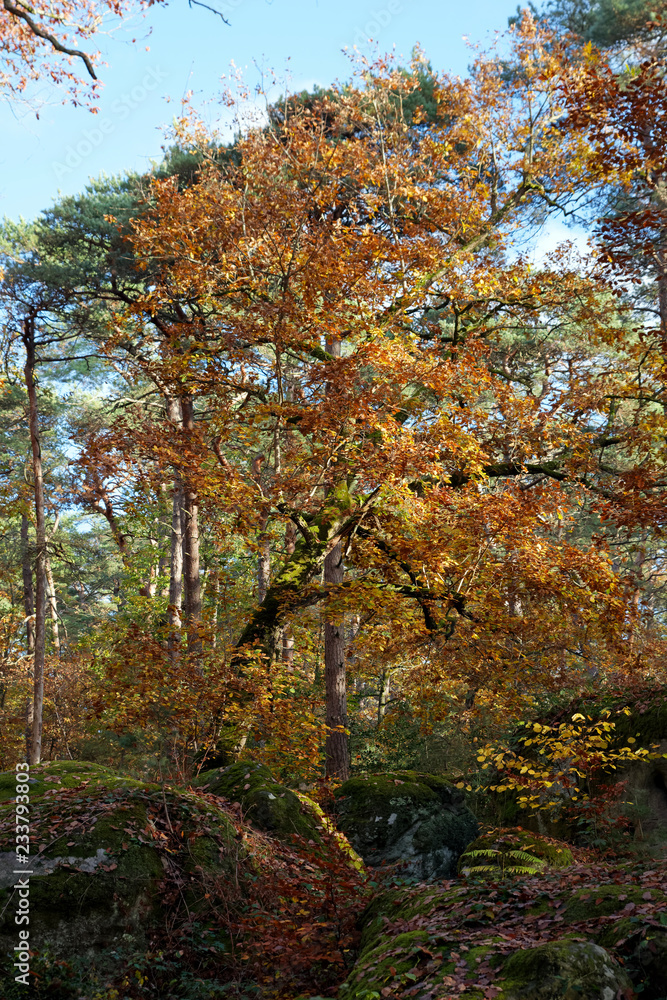 Autumn season on foliage in fontainebleau forest