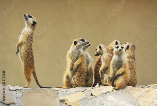 Foto Group of watching surricatas outdoor