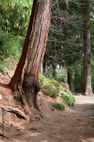 sentiero nel bosco con sequoia, forest path with sequoia