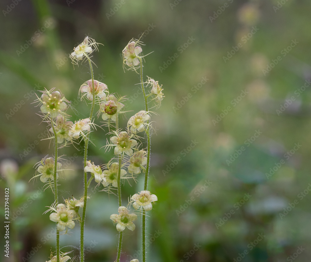 Delicate flowers of the Naked Miterwort wildflower plant in a boreal bog Delicate flowers of the Naked Miterwort wildflower plant in a boreal bog