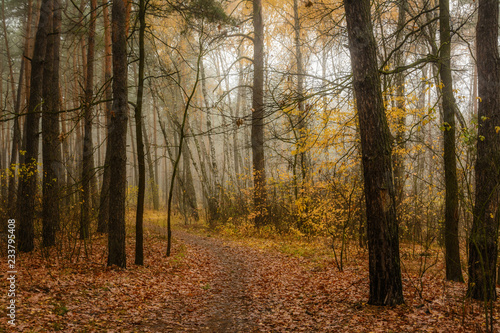 walk in the autumn forest. autumn colors. autumn fogs. melancholy.