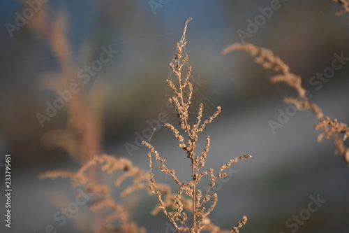 weeds near river