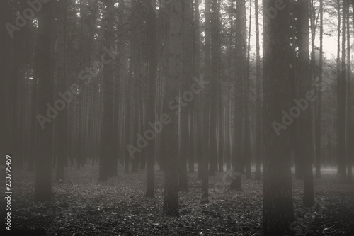 mystical night forest in the fog