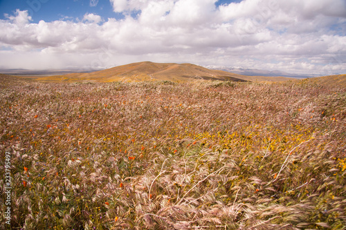 Flowering Antelope Valley