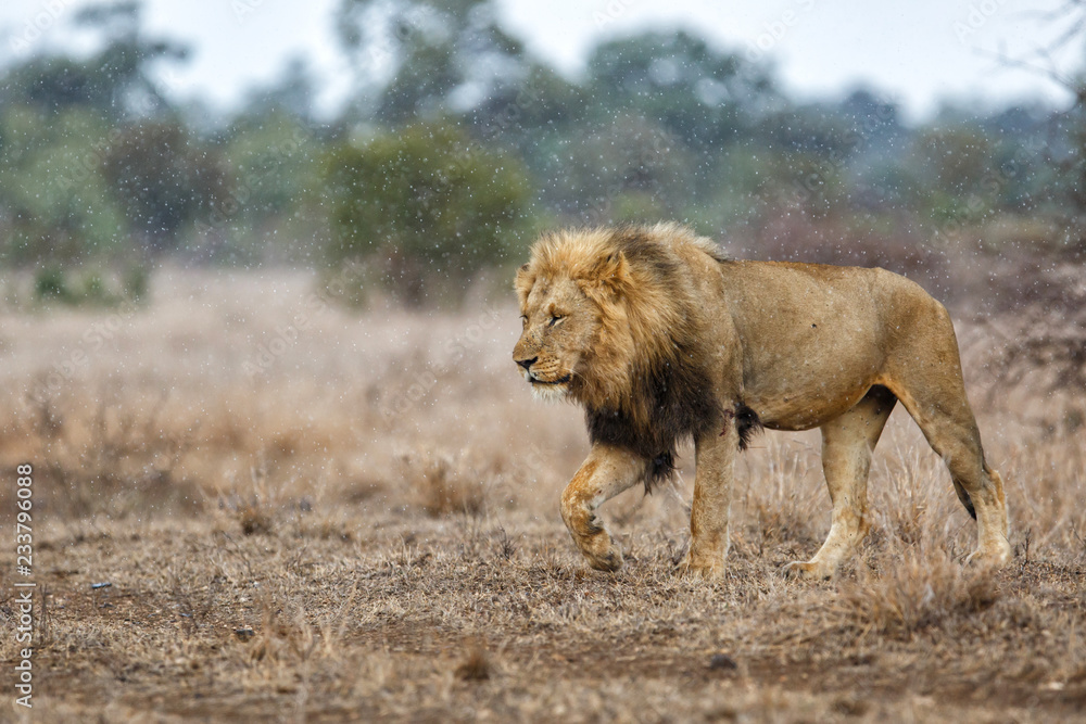 Naklejka premium Dominant male lion walking in the rain in Kruger National Park in South Africa