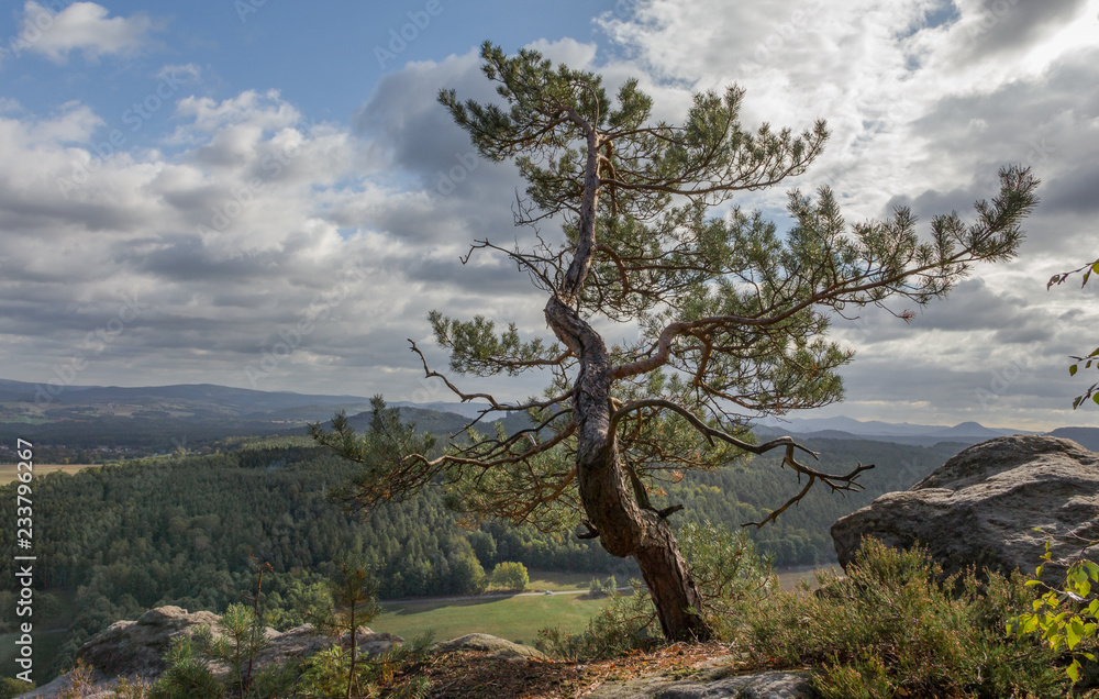 Krüppelkiefer im Elbsandsteingebirge Krüppelkiefer im Elbsandsteingebirge