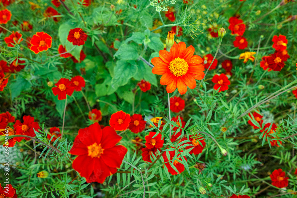 Mixed red flowers in garden