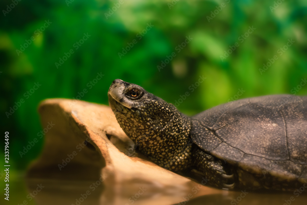 portrait of european pond turtle in a terrarium, most of the frame is blurred portrait of european pond turtle in a terrarium, most of the frame is blurred
