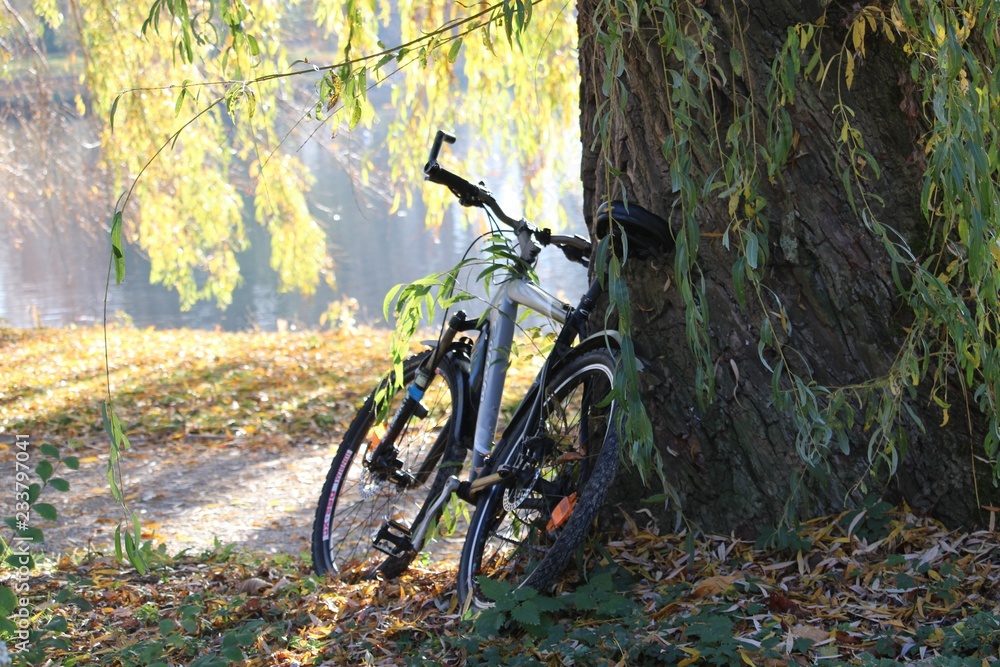 bicycle in the park