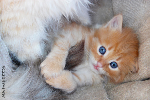 amusing kitten with light blue eyes