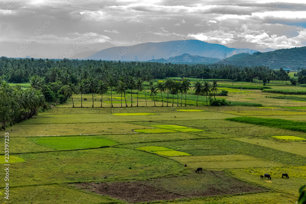 Obraz premium coconut trees plantation at greenery field with mountain white cloud sky background.