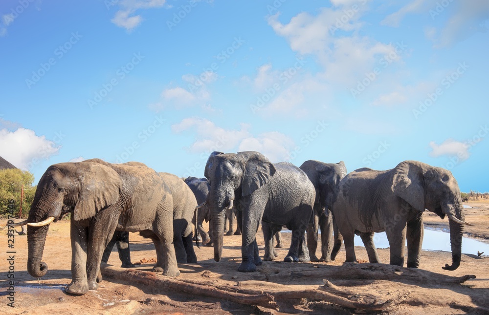 Fototapeta premium Herd of african elephants visiting the camp to relax and take a drink in the mid-day sun, with a pale blue clear sky, Nehimba, Hwange National Park, Zimbabwe