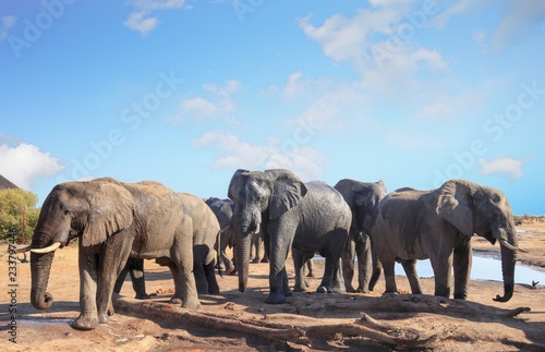 Herd of african elephants visiting the camp to relax and take a drink in the mid-day sun  with a pale blue clear sky  Nehimba  Hwange National Park  Zimbabwe