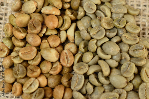 green grains of arabica and robusta, comparison of grains. on burlap